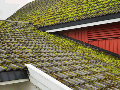 Moss Grow On The Roof